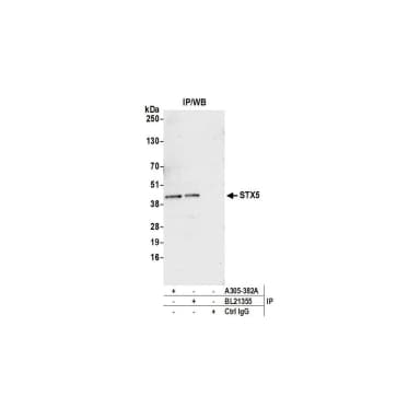 Rabbit anti-STX5 Antibody, Affinity Purified