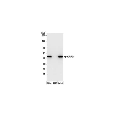 Rabbit anti-CAPG Antibody, Affinity Purified