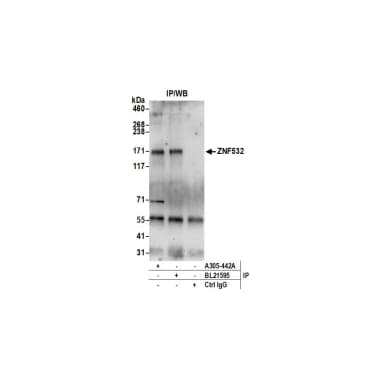 Rabbit anti-ZNF532 Antibody, Affinity Purified