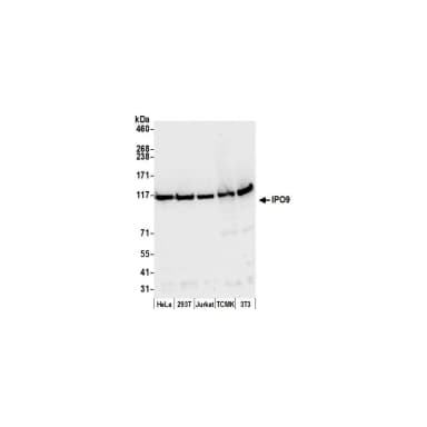 Rabbit anti-IPO9 Antibody, Affinity Purified