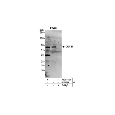 Rabbit anti-COASY Antibody, Affinity Purified