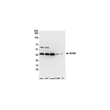 Rabbit anti-IDH3B Antibody, Affinity Purified