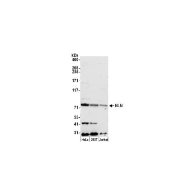 Rabbit anti-NLN Antibody, Affinity Purified