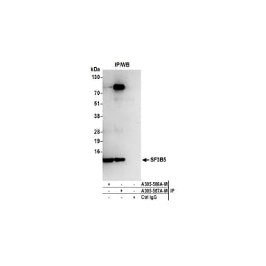 Rabbit anti-SF3B5 Antibody, Affinity Purified