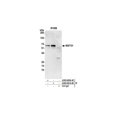 Rabbit anti-MSTO1 Antibody, Affinity Purified