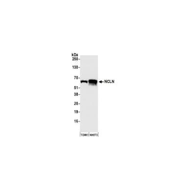 Rabbit anti-NCLN Antibody, Affinity Purified