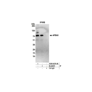 Rabbit anti-APBA3 Antibody, Affinity Purified