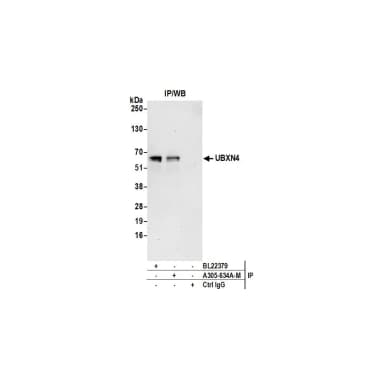Rabbit anti-UBXN4 Antibody, Affinity Purified