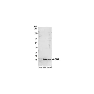 Rabbit anti-PIN4 Antibody, Affinity Purified