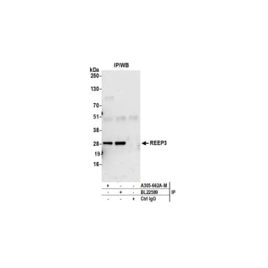 Rabbit anti-REEP3 Antibody, Affinity Purified