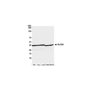 Rabbit anti-GLOD4 Antibody, Affinity Purified