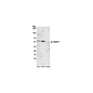 Rabbit anti-SMAP1 Antibody, Affinity Purified