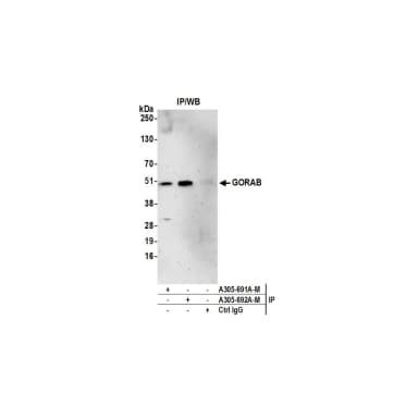 Rabbit anti-GORAB Antibody, Affinity Purified