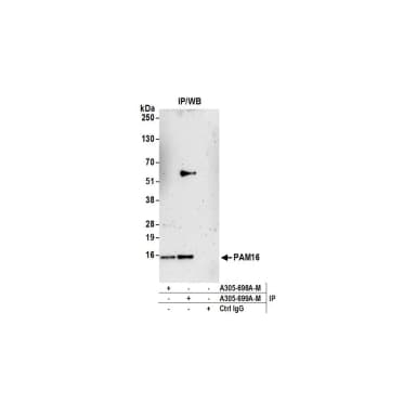 Rabbit anti-PAM16 Antibody, Affinity Purified