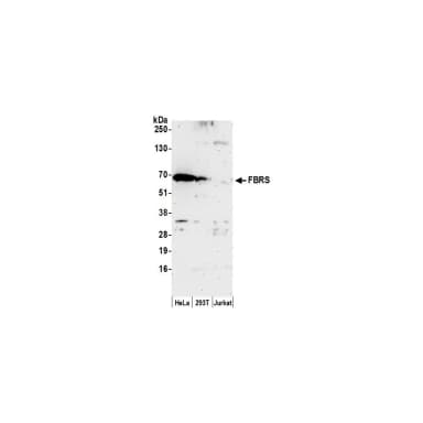 Rabbit anti-FBRS Antibody, Affinity Purified