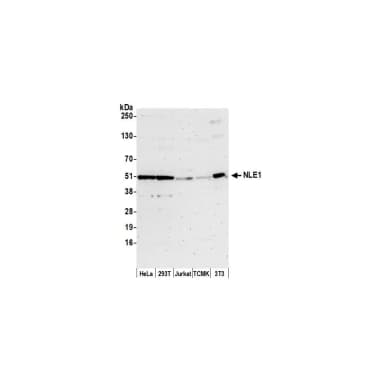 Rabbit anti-NLE1 Antibody, Affinity Purified