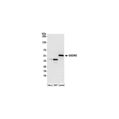 Rabbit anti-GSDMD Antibody, Affinity Purified