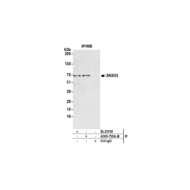 Rabbit anti-SNX33 Antibody, Affinity Purified