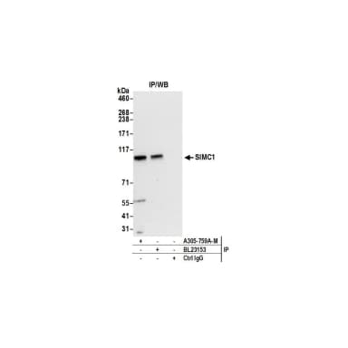 Rabbit anti-SIMC1 Antibody, Affinity Purified