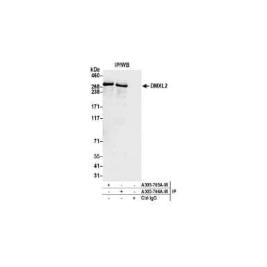 Rabbit anti-DMXL2 Antibody, Affinity Purified