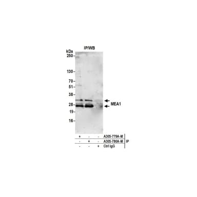 Rabbit anti-MEA1 Antibody, Affinity Purified