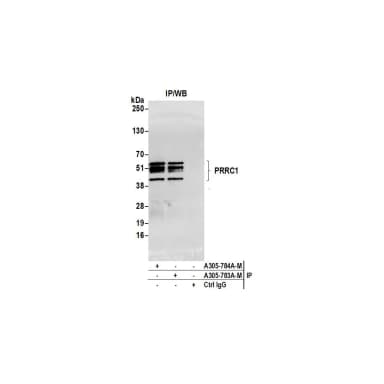 Rabbit anti-PRRC1 Antibody, Affinity Purified