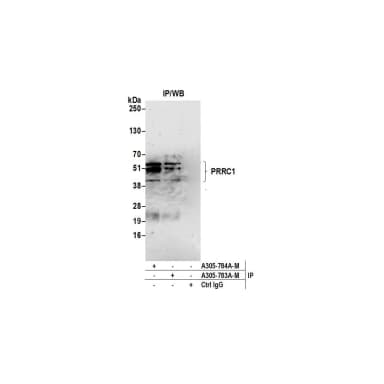 Rabbit anti-PRRC1 Antibody, Affinity Purified