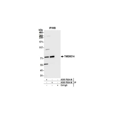 Rabbit anti-TMEM214 Antibody, Affinity Purified