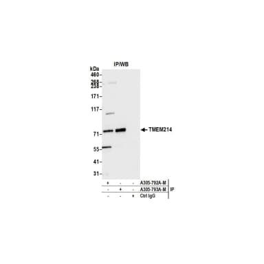 Rabbit anti-TMEM214 Antibody, Affinity Purified