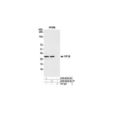 Rabbit anti-YIF1B Antibody, Affinity Purified