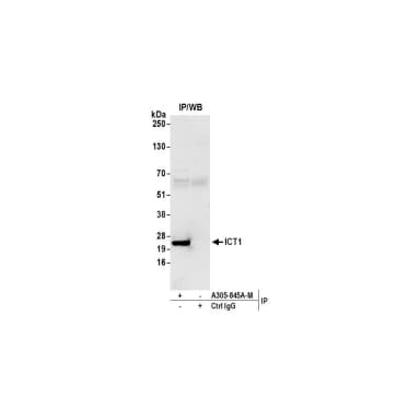 Rabbit anti-ICT1 Antibody, Affinity Purified