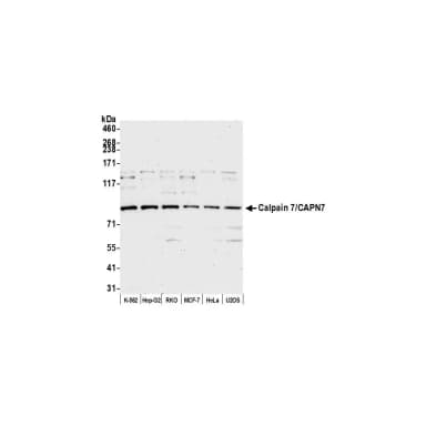 Rabbit anti-Calpain 7/CAPN7 Antibody, Affinity Purified