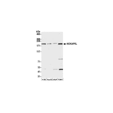 Rabbit anti-NCKAP5L Antibody, Affinity Purified