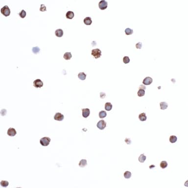 Mouse anti-CD74 Monoclonal Antibody, Purified [LN2]