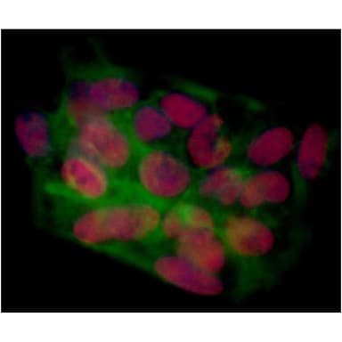 Rabbit anti-BRD4 Recombinant Monoclonal Antibody [BL-151-6F11]