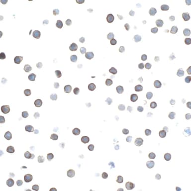 Rabbit anti-CD27 Recombinant Monoclonal Antibody [BLR083G]