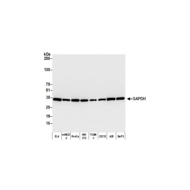 Rabbit anti-GAPDH Recombinant Monoclonal Antibody [BLR103H]