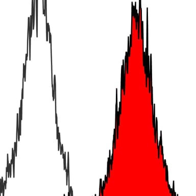 Rabbit anti-STAT5a Recombinant Monoclonal Antibody [BLR124H]