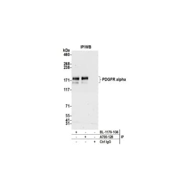 Rabbit anti-PDGFR alpha Recombinant Monoclonal Antibody [BLR128H]