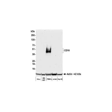 Rabbit anti-CD16 Recombinant Monoclonal Antibody [BLR163J]