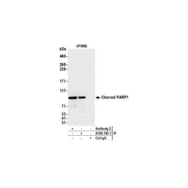 Rabbit anti-Cleaved PARP1 Recombinant Monoclonal Antibody [BLR183J]