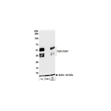 Rabbit anti-TCF1/TCF7 Recombinant Monoclonal Antibody [BLR228K]
