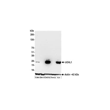 Goat anti-Human IgG-Fc Fragment Antibody DyLight® 488 Conjugated