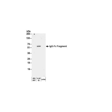 Goat anti-Human IgG-Fc Fragment Cross-Adsorbed Antibody DyLight® 594 Conjugated