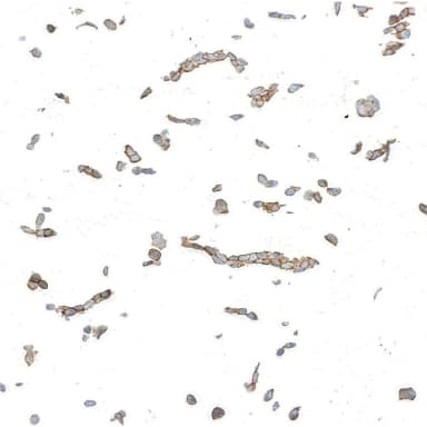 Goat anti-Mouse IgM Heavy Chain Antibody Affinity Purified