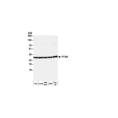 Goat anti-Mouse IgG2a Heavy Chain Antibody Biotinylated