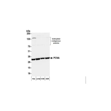 Goat anti-Mouse IgG Heavy and Light Chain Antibody Biotinylated