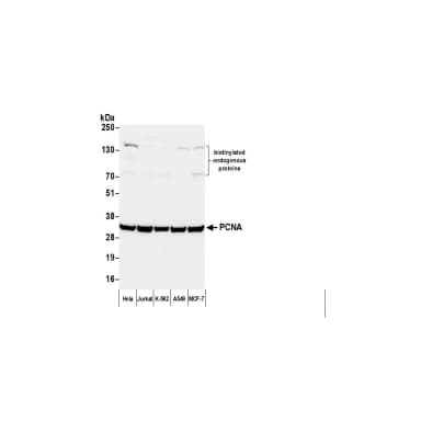 Goat anti-Mouse IgG-Fc Fragment Antibody Affinity Purified