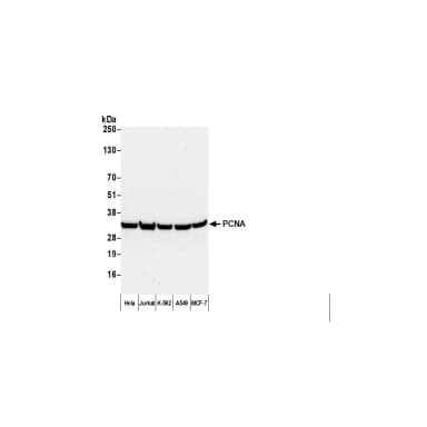 F(ab')2 Goat anti-Mouse IgG Heavy and Light Chain Antibody DyLight® 488 Conjugated