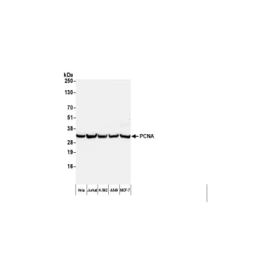 F(ab')2 Donkey anti-Mouse IgG Heavy and Light Chain Antibody FITC Conjugated